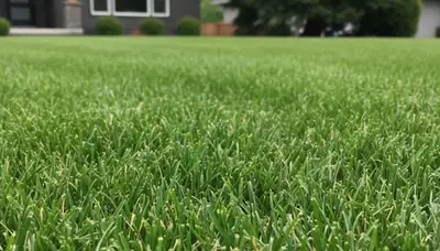 Close-up of freshly mowed grass showing precise cut quality by professional landscapers in Seattle, WA