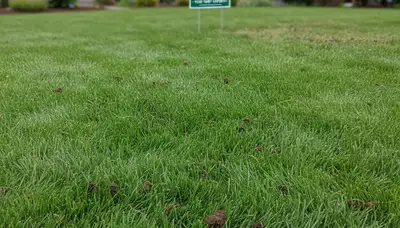 Post-aeration lawn recovery with lush green grass by Chop Chop Landscaping in Seattle, WA